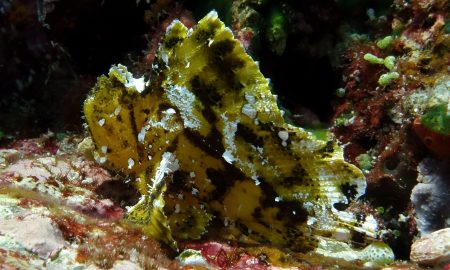 Unterwasseraufnahme Tauchen Indonesien Komodo