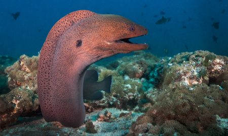 Moray ©B+P Lange