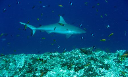 Nautilus Two_Reef Shark