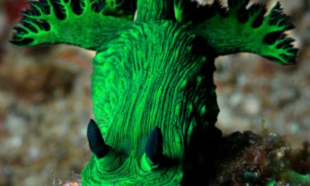 Nudibranch in grellem Grün auf Koralle