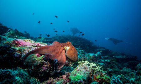 Octopus_01©Mark Stickler