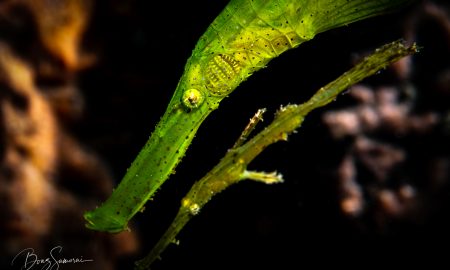 Гост пипефиш ярко-зеленого цвета на темном фоне