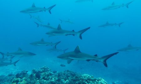 Аква Тики II + III