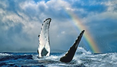 Туры на Таити_Китовые плавники