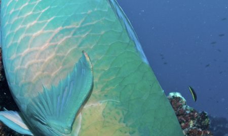 Humboldt & Tiburon Explorer_Parrotfish