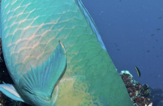 Humboldt &amp; Tiburon Explorer_Parrotfish