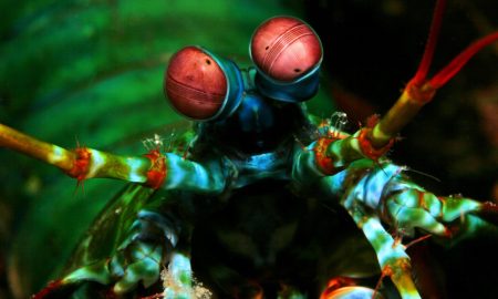 Mantis Shrimp in Nahaufnahme mit roten Augen
