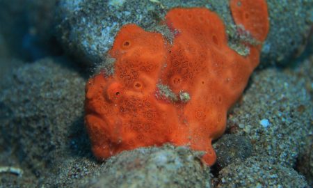 Pura Vida_Underwater