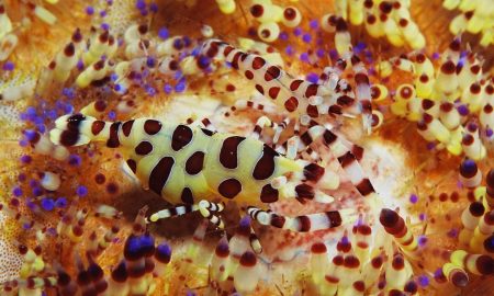 Pura Vida_Coleman Shrimp