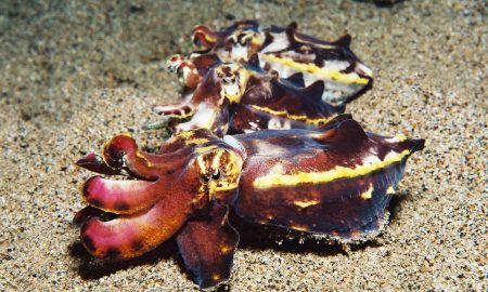 Pura Vida_Flamboyant Cuttle Fish