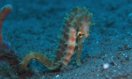 Pura Vida_Seahorse