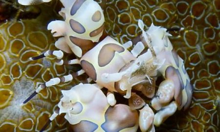 Pura Vida_Underwater