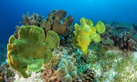 Pura Vida_Underwater