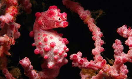 Pygmy Seahorse rosa in Nahaufnahme