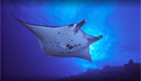 Таити Туры_Рангироа Дайвинг