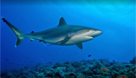 Таити Туры_Рангироа Дайвинг