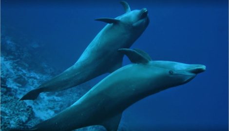 Таити Туры_Рангироа Дайвинг