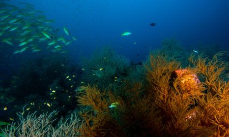 Reef_01©Mark Stickler