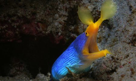 Ленточный угорь с открытым ртом голубое тело желтая голова