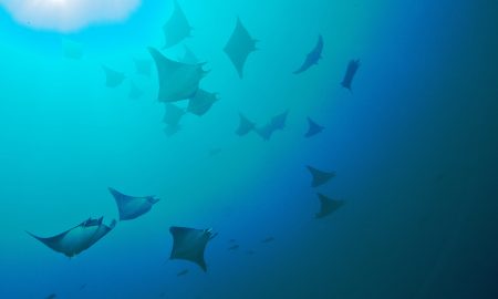 Humboldt & Tiburon Explorer