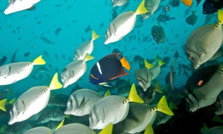 Humboldt & Tiburon Explorer_Fish School