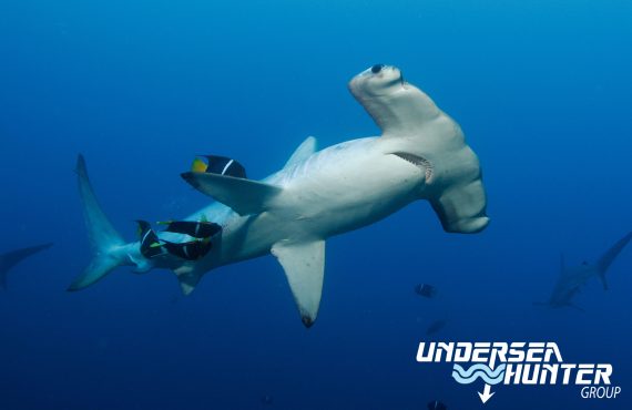 Морской охотник_Голова-молот_©Ави Клапфер