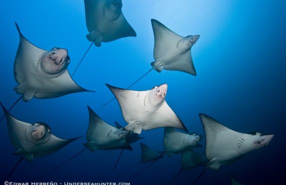 Морской охотник_Орлиные скаты_©Эдуард Эррено