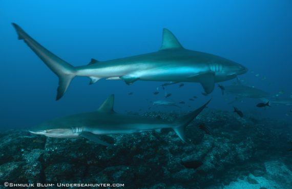 Морской охотник_Галапагосская акула_© Шмулик Блюм