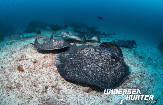 Морской охотник_Страшные скаты_©Ави Клапфер