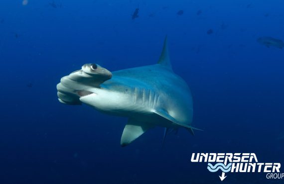 Морской охотник_Голова-молот_©Ави Клапфер