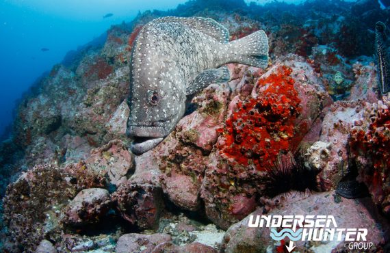 Морской охотник_©Ави Клапфер