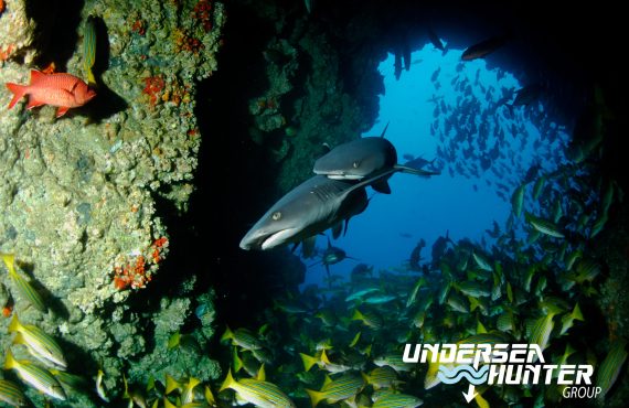 Морской охотник_©Ави Клапфер