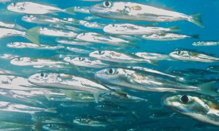 Humboldt & Tiburon Explorer