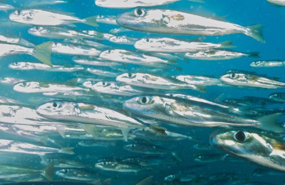 Исследователь Гумбольдта и Тибурона