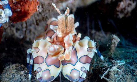 Siddhartha_Diving Harlequin Shrimp