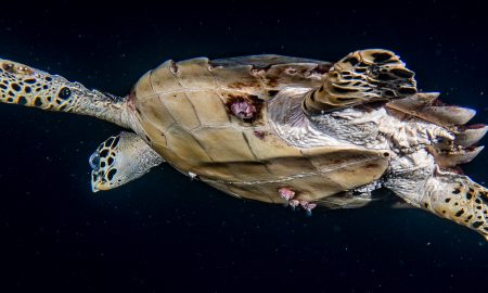 Siddhartha_Diving_Turtle