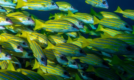 Snapper_03©Mark Stickler