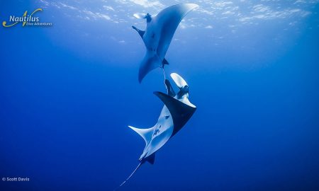 Socorro_Dancing Mantas ©Scott Davis