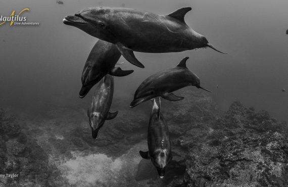 Socorro_Dolphins ©Dany Taylor