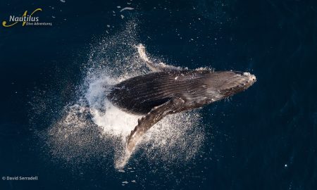 Socorro_Humpback ©David Serradell