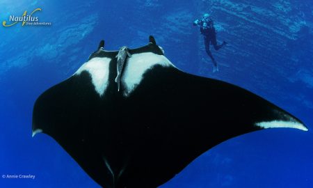 Socorro_Manta ©Annie Crawley