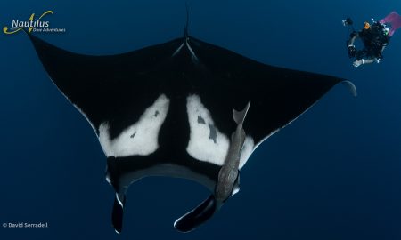 Socorro_Manta_Diver ©David Serradell