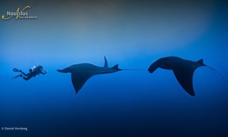Socorro_Mantas ©Daniel Versteeg