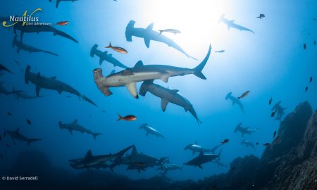 Socorro_Schooling Hammerheads ©David Serradell