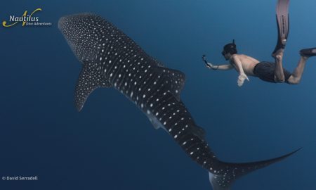 Socorro_Schooling Whale Shark ©David Serradell