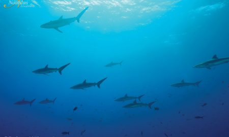 Socorro_Schooling_Schooling Silky Sharks