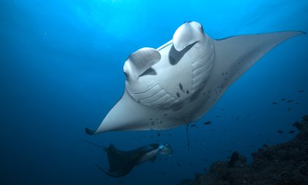 Nautilus Two_Manta Ray