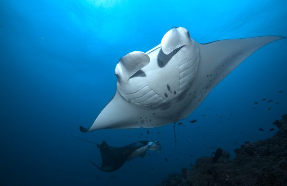 Nautilus Two_Manta Ray