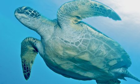 Humboldt & Tiburon Explorer_Turtle