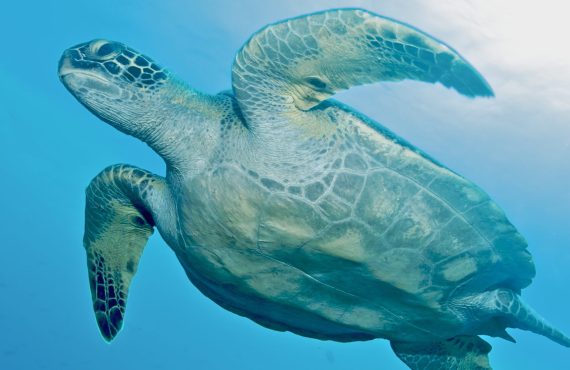 Гумбольдт и Тибурон Эксплорер_Черепаха